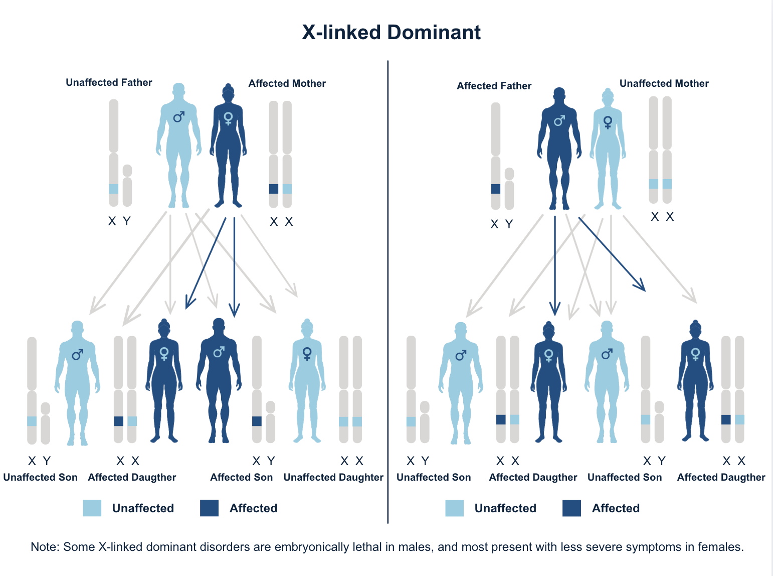 Diagram illustrating X-linked inheritance. An affected male passes the gene to all of his daughters, making them carriers, but does not pass it to his sons. A carrier female has a 50% chance of passing the gene to each child. Male and female silhouettes are shown with arrows indicating inheritance patterns.